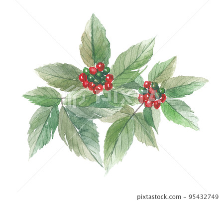 韓國人參 韓國人參葉和果實 韓國人參 韓國人參葉和果實 95432749