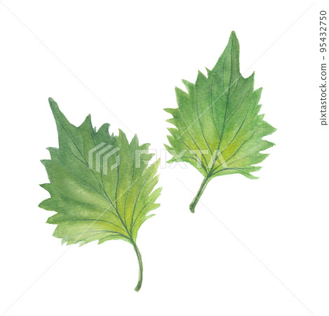 Perilla green perilla 95432750