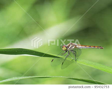 Akiakane 在蒲葦葉上休息 95432753