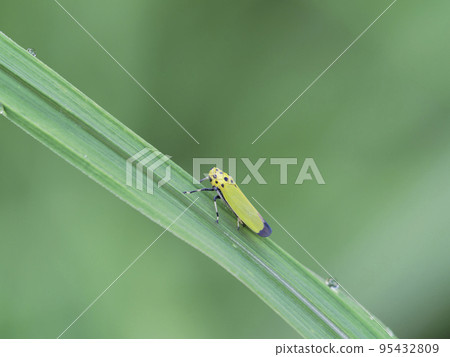 Tsunagogyo Oshoko 95432809