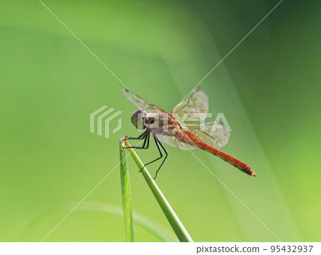 A red crab resting its wings on a grass stem 95432937