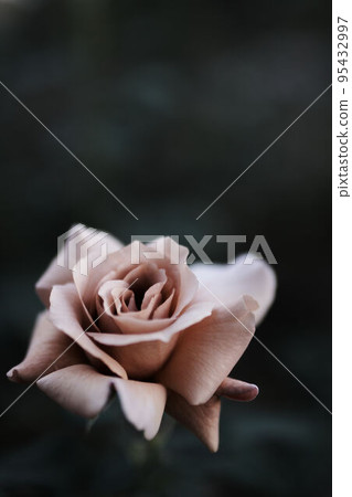 Barra Julia 95432997