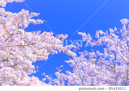 湛藍的天空和盛開的吉野櫻花 湛藍的天空和盛開的吉野櫻花 95433011