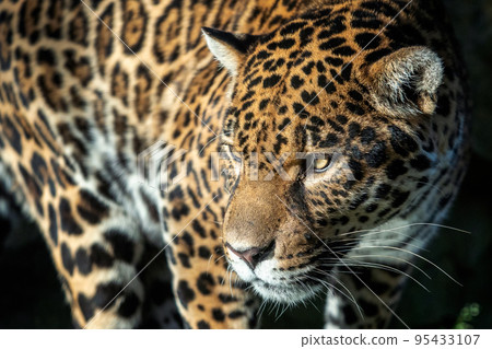 Close-up of a jaguar. Panthera Onca. 95433107