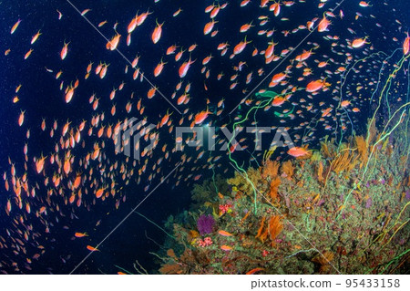 櫻花流星雨 櫻花流星雨 95433158