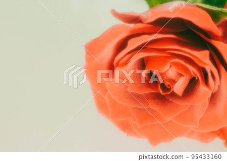 Rose-67 95433160