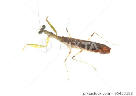 Small and cute mantis Small and cute mantis 95433198