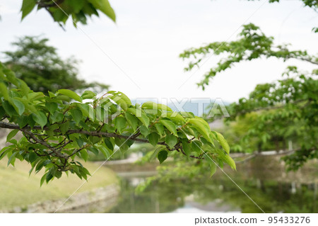 Scenery of the moat of Hikone Castle shining in the fresh greenery (evening in May) Scenery of the moat of Hikone Castle shining in the fresh greenery (evening in May) 95433276