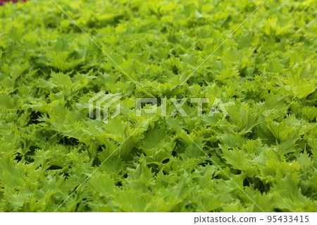 Bright green leaves Bright green leaves 95433415