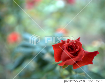 十月盛開的玫瑰花“紅茶” 十月盛開的玫瑰花“紅茶” 95433545