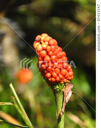 Fruit of a cockroach Fruit of a cockroach 95433547