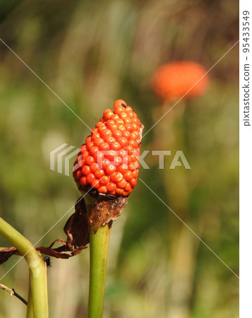 蟑螂的果實 95433549