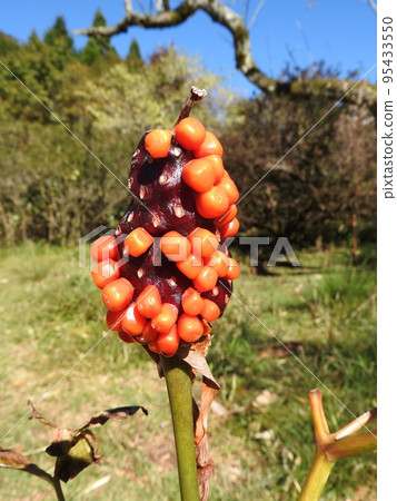 蟑螂的果實 95433550