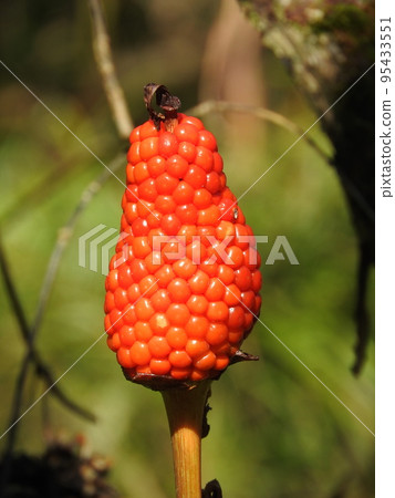 蟑螂的果實 95433551