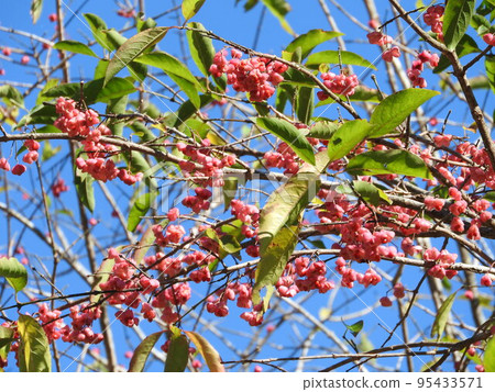 Mayumi's fruit Mayumi's fruit 95433571