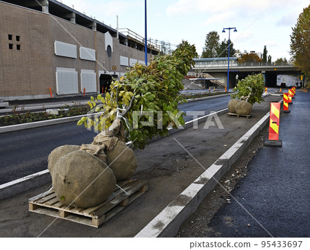 trees ready for planting on the street 95433697
