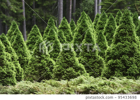 conical fir trees in the arboretum conical fir trees in the arboretum 95433698