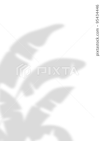 Abstract background of natural shadows banana leaves overlay on a white wall background, summer seasonal concept. 95434446