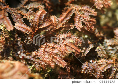 the Close up of underside of orange leaf veins 95434528