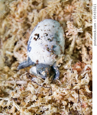 日本池塘龜寶寶孵化 95435021