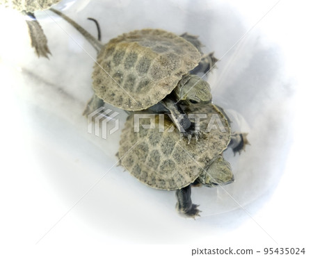 Cute Japanese pond turtle babies Cute Japanese pond turtle babies 95435024