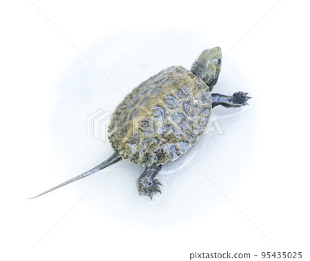 Beautiful Japanese pond turtle baby Beautiful Japanese pond turtle baby 95435025