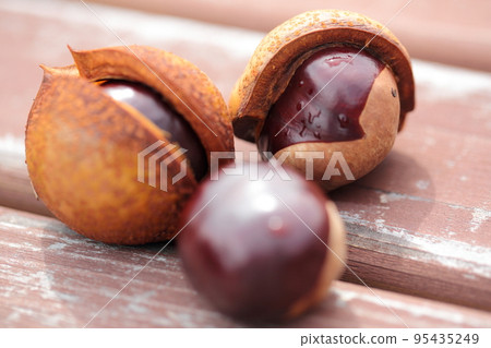 七葉樹特寫 95435249