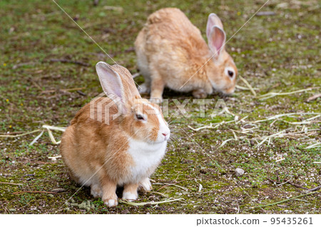 Okunojima的Nozomi Okunojima的Nozomi 95435261