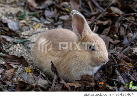 Nozomi in Okunojima Nozomi in Okunojima 95435464
