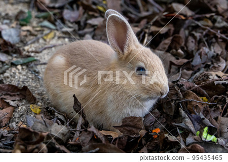 Nozomi in Okunojima 95435465