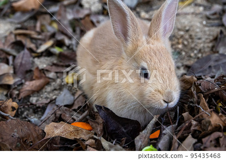 Nozomi in Okunojima Nozomi in Okunojima 95435468