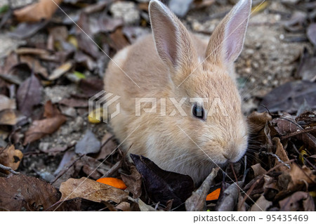 Okunojima的Nozomi 95435469