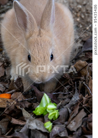 Nozomi in Okunojima 95435486