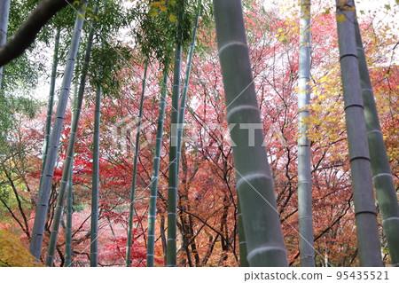 京都嵐山常覺光寺的秋葉和竹林 95435521