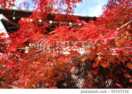 京都嵐山常覺光寺鮮紅的秋葉 京都嵐山常覺光寺鮮紅的秋葉 95435536
