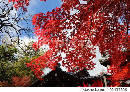 京都嵐山常覺光寺鮮紅的秋葉和天空 京都嵐山常覺光寺鮮紅的秋葉和天空 95435538
