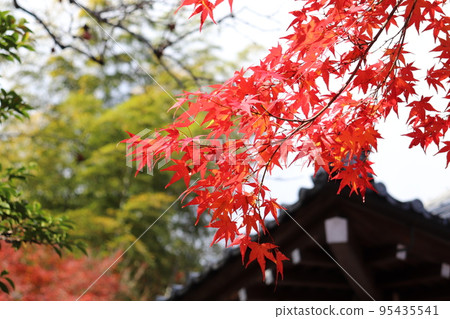 京都嵐山常寂光寺秋葉特寫 京都嵐山常寂光寺秋葉特寫 95435541