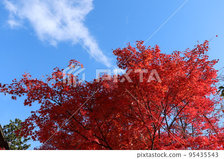 Autumn leaves and blue sky at Jojakkoji Temple in Arashiyama, Kyoto Autumn leaves and blue sky at Jojakkoji Temple in Arashiyama, Kyoto 95435543
