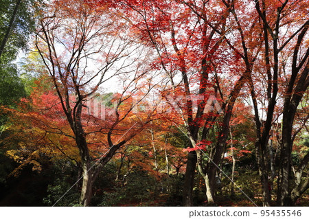 Autumn leaves in the garden of Jojakko-ji Temple in Arashiyama, Kyoto Autumn leaves in the garden of Jojakko-ji Temple in Arashiyama, Kyoto 95435546
