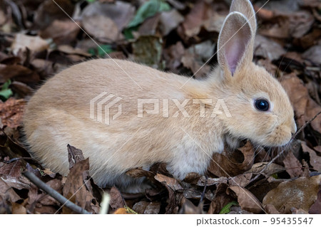 Nozomi in Okunojima 95435547