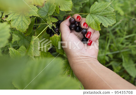 Large and juicy berries of black currant in a female hand. Harvest i berries of currant Large and juicy berries of black currant in a female hand. Harvest i berries of currant 95435708