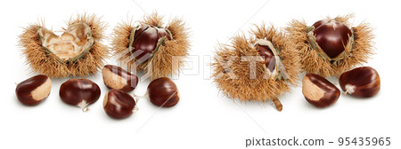 opened sweet chestnut in its spiky husk isolated on white 95435965