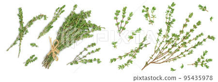 fresh thyme isolated on a white background and full depth of field, Top view. Flat lay fresh thyme isolated on a white background and full depth of field, Top view. Flat lay 95435978