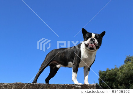 Mighty-kun, a Boston Terrier who climbs a wooden platform and looks at you cutely while having fun playing on the refreshing dog run in Sakado City♡ Mighty-kun, a Boston Terrier who climbs a wooden platform and looks at you cutely while having fun playing on the refreshing dog run in Sakado City♡ 95436102