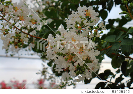 Crape Myrtle Hyakujitsuko Country Red Crape Myrtle Hyakujitsuko Country Red 95436145
