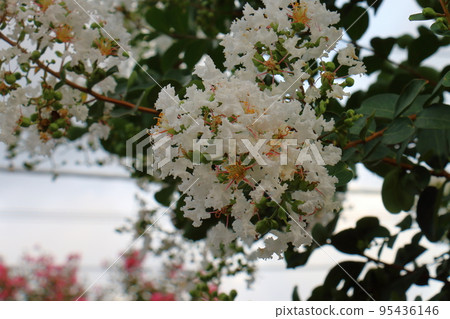 Crape Myrtle Hyakujitsuko Country Red Crape Myrtle Hyakujitsuko Country Red 95436146