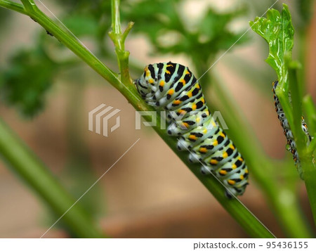 以歐芹葉為食的Kiageha幼蟲 以歐芹葉為食的Kiageha幼蟲 95436155