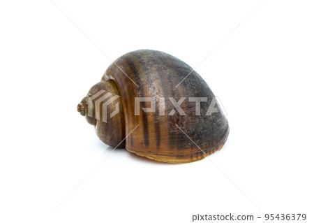 Image of apple snail (Pila ampullacea) isolated on white background. Animal. 95436379