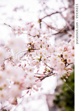 一棵盛開的櫻花樹，非常適合春天的形象 95436815