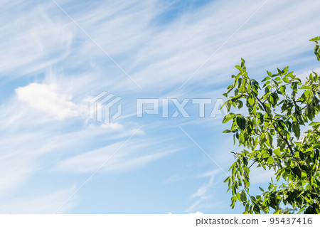 Flowing autumn clouds and jujube trees Flowing autumn clouds and jujube trees 95437416